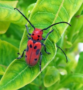 Red milkweed beetle